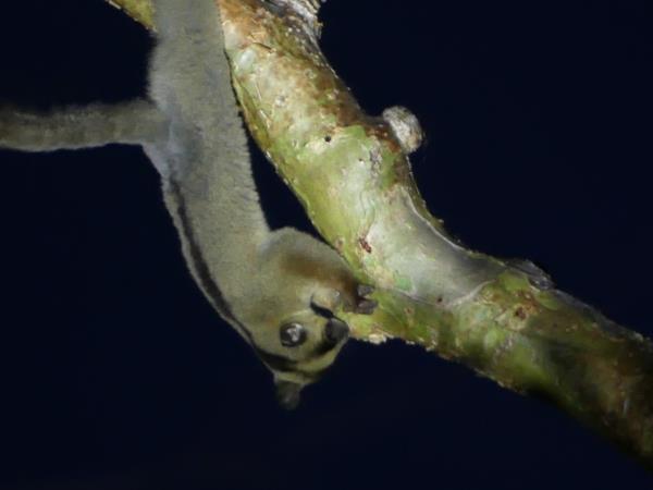 Madagascar 2 week wildlife tour