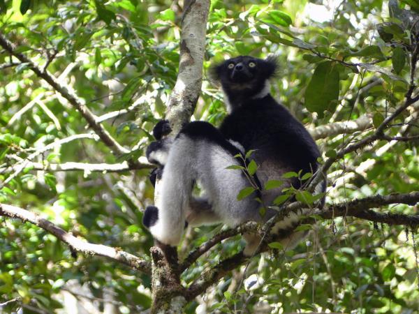Madagascar 2 week wildlife tour