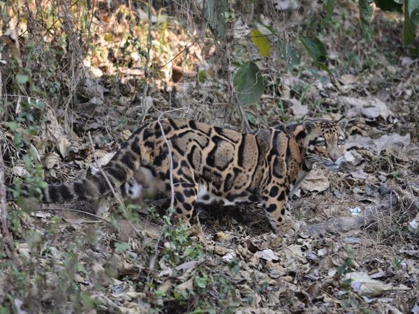 Clouded leopard group expedition in Nepal