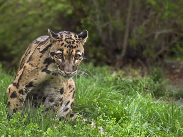 Clouded leopard group expedition in Nepal