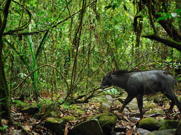 Clouded leopard group expedition in Nepal