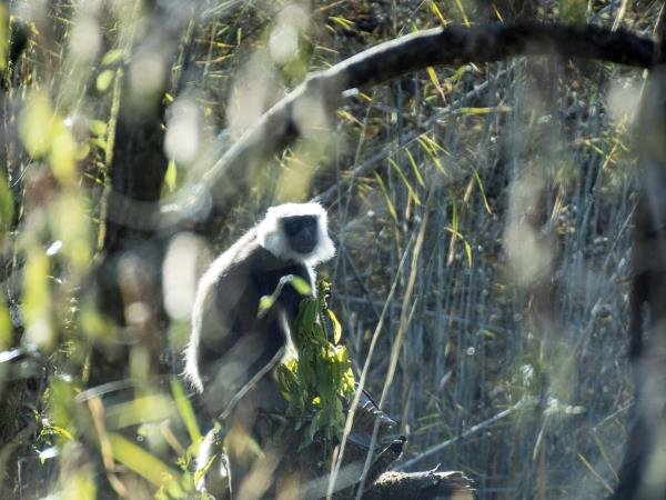 Clouded leopard group expedition in Nepal