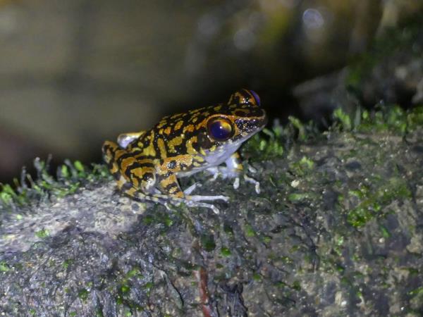 Tawau Hills small group wildlife tour, Borneo