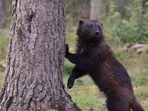 Wolverine photography in Finland, group tour