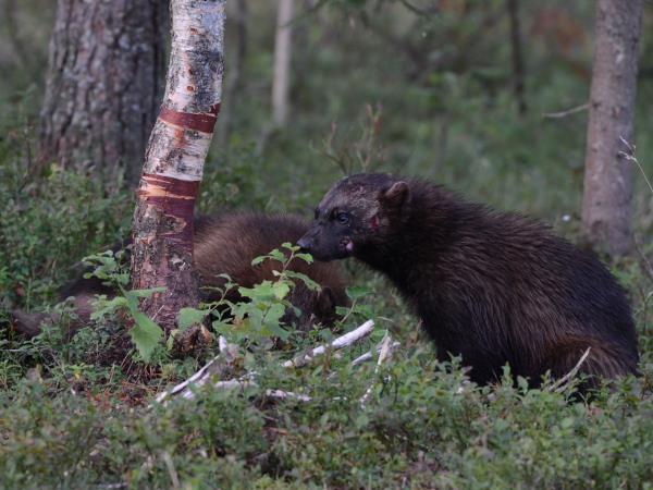Wolverine photography in Finland, group tour