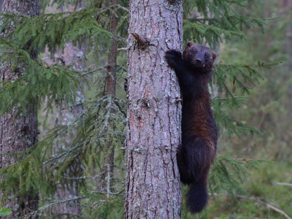 Wolverine photography in Finland, group tour