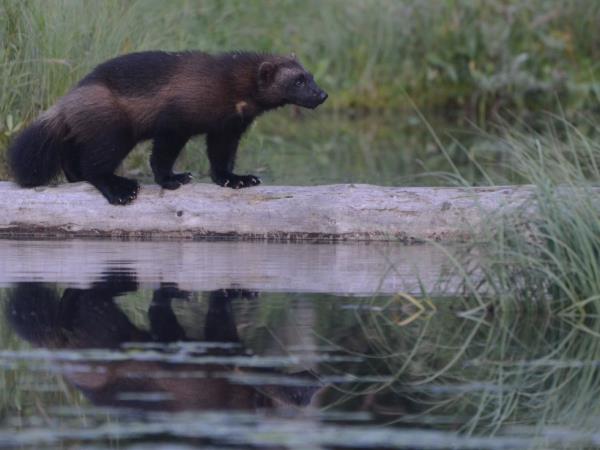 Wolverine photography in Finland, group tour