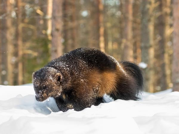 Wolverine photography in Finland, group tour
