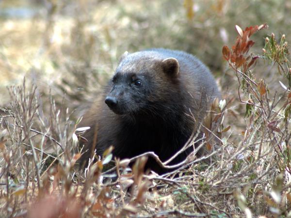 Wolverine photography in Finland, group tour
