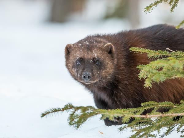 Wolverine photography in Finland, group tour