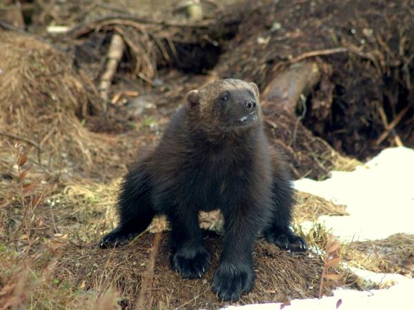 Wolverine photography in Finland, group tour