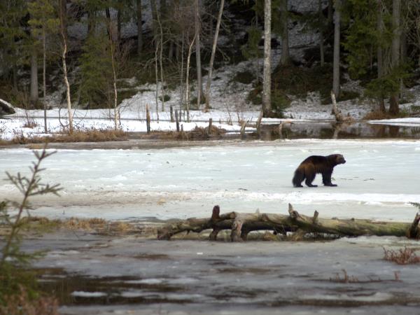 Wolverine photography in Finland, group tour