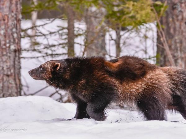 Wolverine photography in Finland, group tour