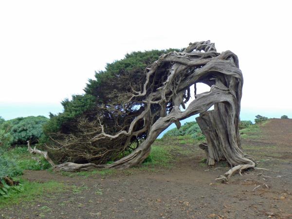 Canary Islands walking holiday, El Hierro
