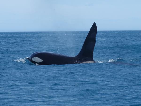 New Zealand, Stewart Island & Fiordland cruise