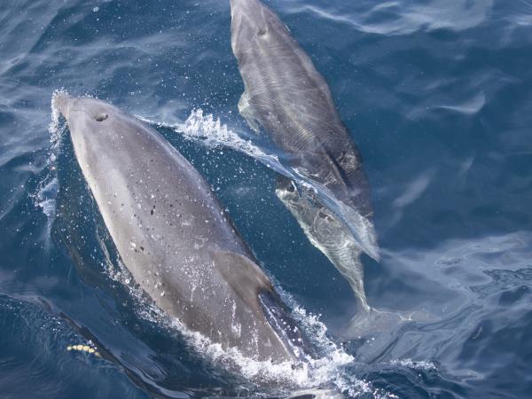 New Zealand, Stewart Island & Fiordland cruise