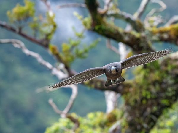 New Zealand cruise with Stewart Island & The Snares