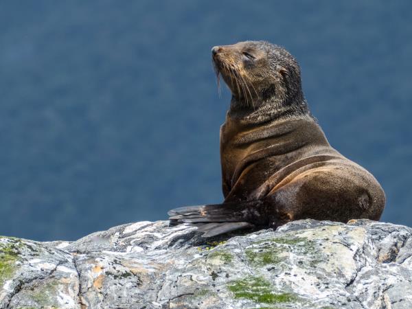 New Zealand cruise with Stewart Island & The Snares