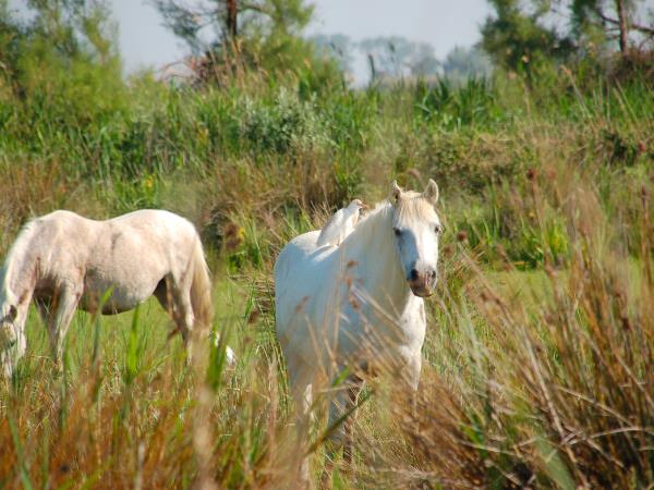 Provence to Camargue cycling holiday in France