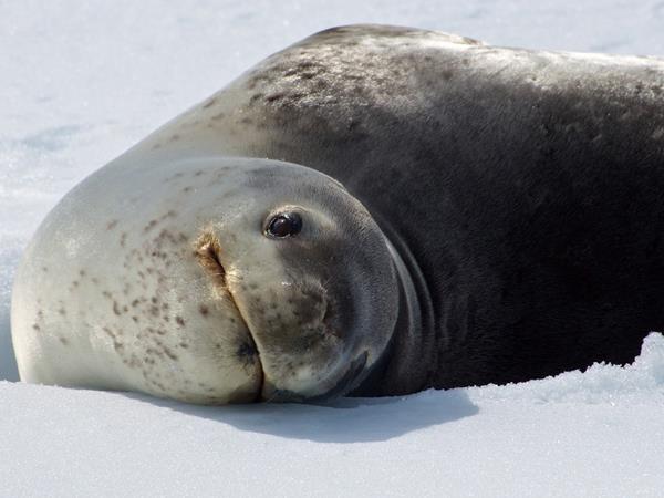 Ross Sea Antarctic Islands cruise from New Zealand
