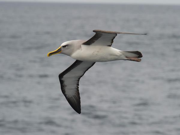 Ross Sea Antarctic Islands cruise from New Zealand