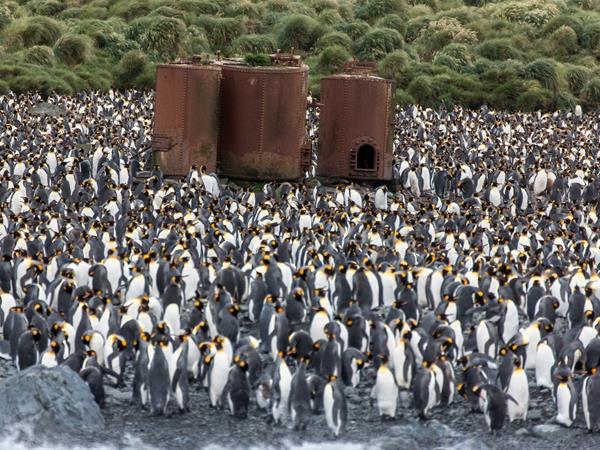 Ross Sea Antarctic Islands cruise from New Zealand
