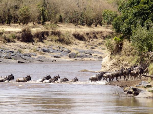 Kenya migration safari holiday