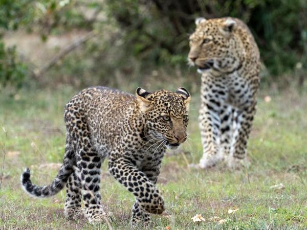 Kenya migration safari holiday