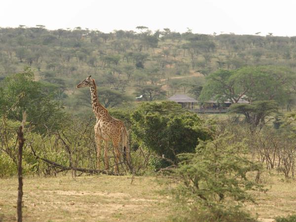 Mara Naboisho Conservancy safari camp