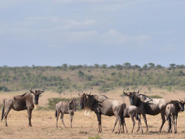 Wildebeest migration safari in Kenya