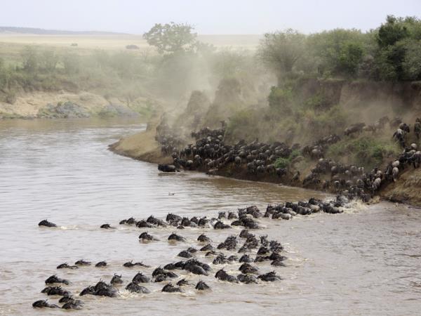 Wildebeest migration safari in Kenya