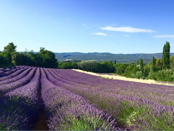 Provence easy cycling holiday in France