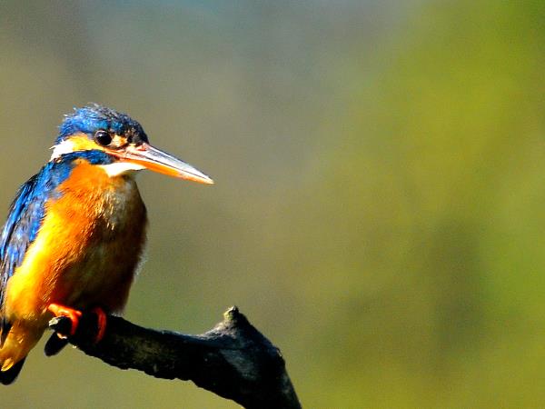 Authentic Sri Lanka 15 day tour