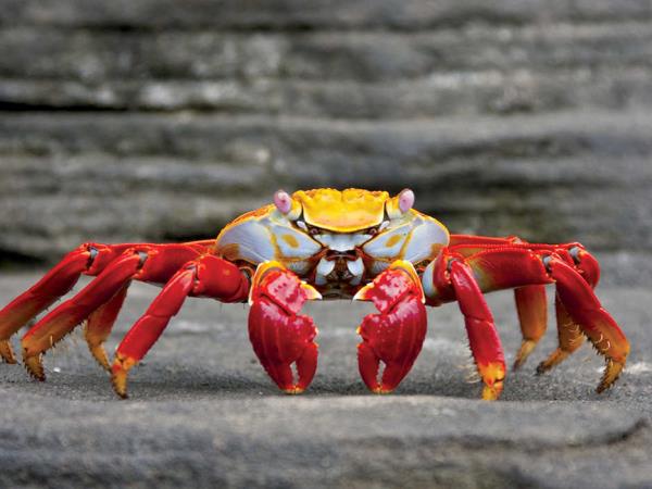 Galapagos Islands luxury cruise