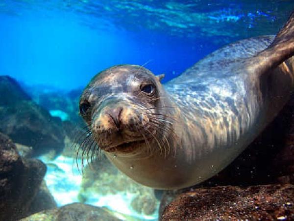 Galapagos Islands expedition cruise
