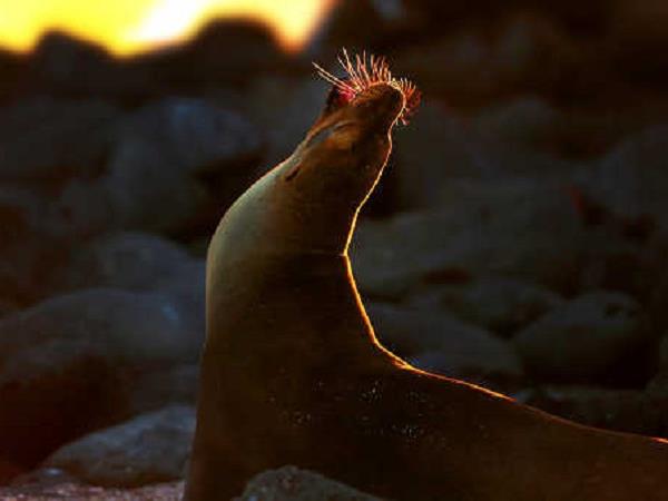 Galapagos Islands luxury cruise