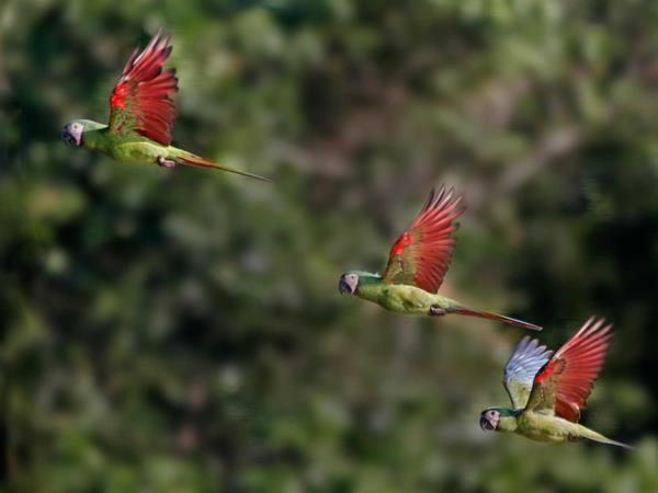 Amazon Rainforest expedition cruise