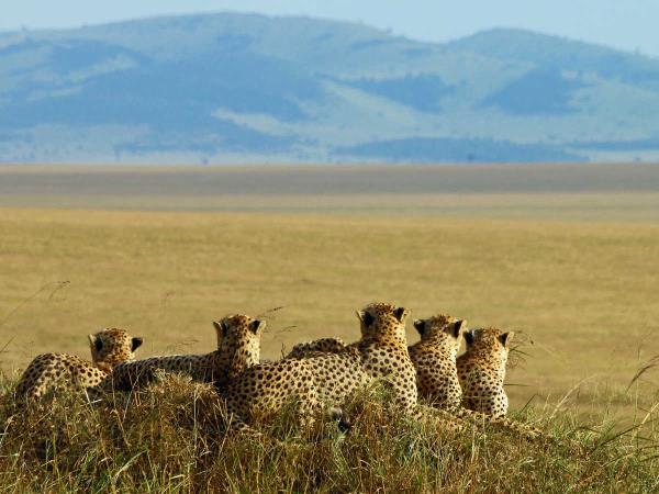 Kenya photographic safari with Paul Goldstein