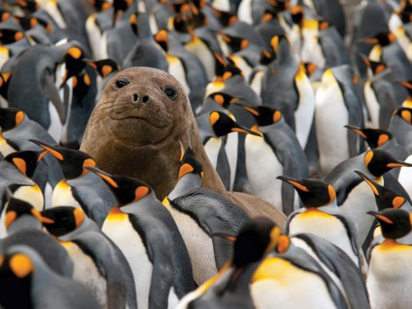 New Zealand and islands bird watching cruise