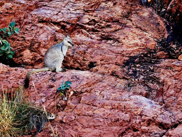 Kimberley coastal cruise in Australia