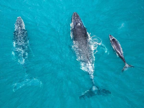 Kimberley coastal cruise in Australia