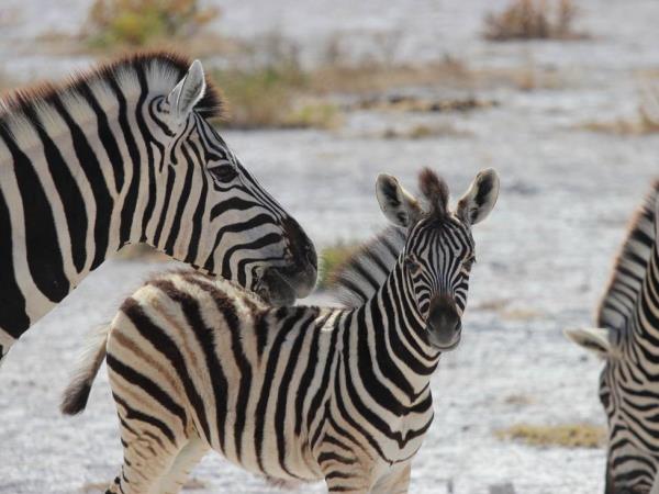 Victoria Falls to Johannesburg overland tour
