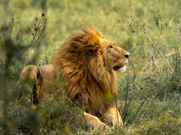 Kenya and Tanzania bespoke holiday