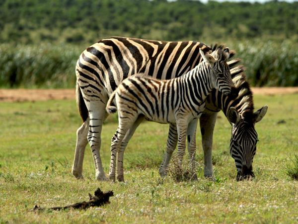 Kenya and Tanzania bespoke holiday