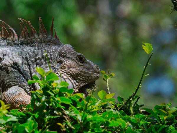 Costa Rica and Nicaragua holiday, tailor made