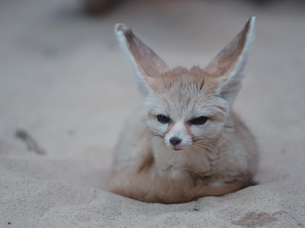 Tunisia wildlife holiday