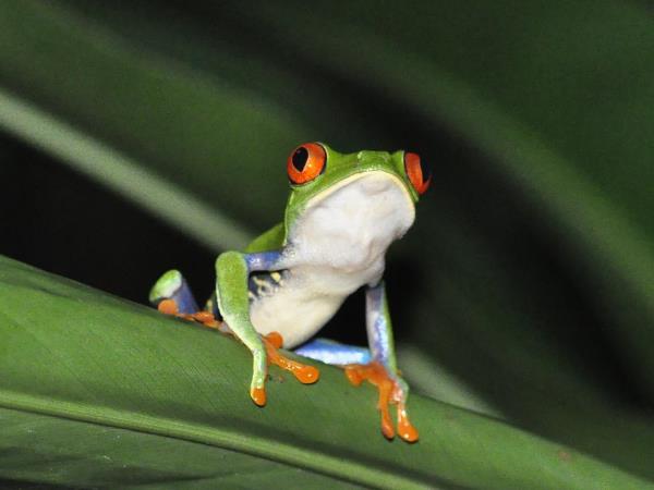 Costa Rica and Panama holiday, tailor made