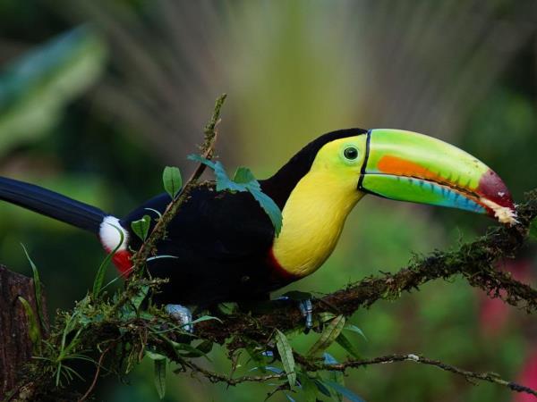 Costa Rica and Panama holiday, tailor made