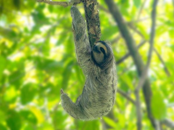 Costa Rica and Panama holiday, tailor made