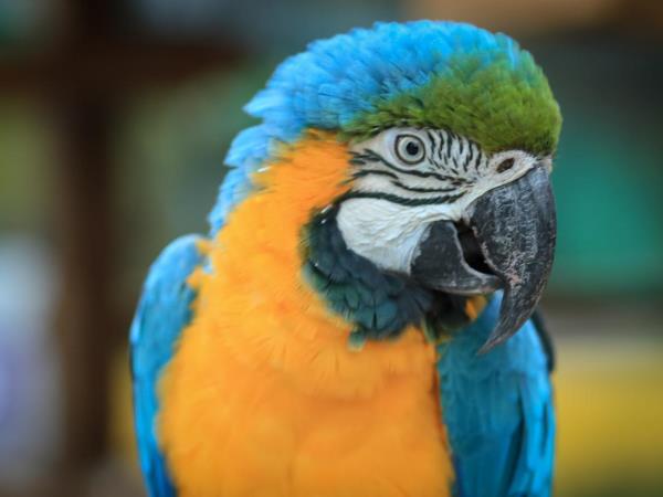Ecuador and Galapagos tailor made holidays 